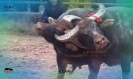 《斗牛》全集在线观看,热血沸腾的竞技传奇